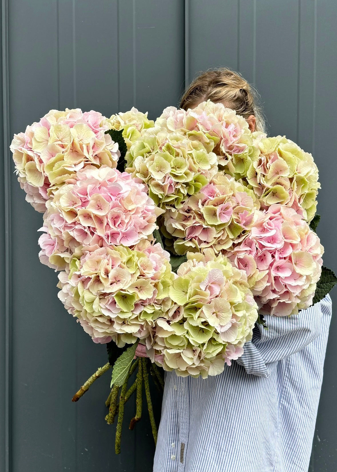 Mono bouquet|hydrangeas light pink-green