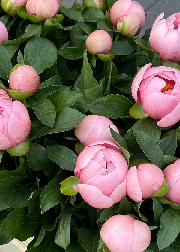 Mono | salmon peonies