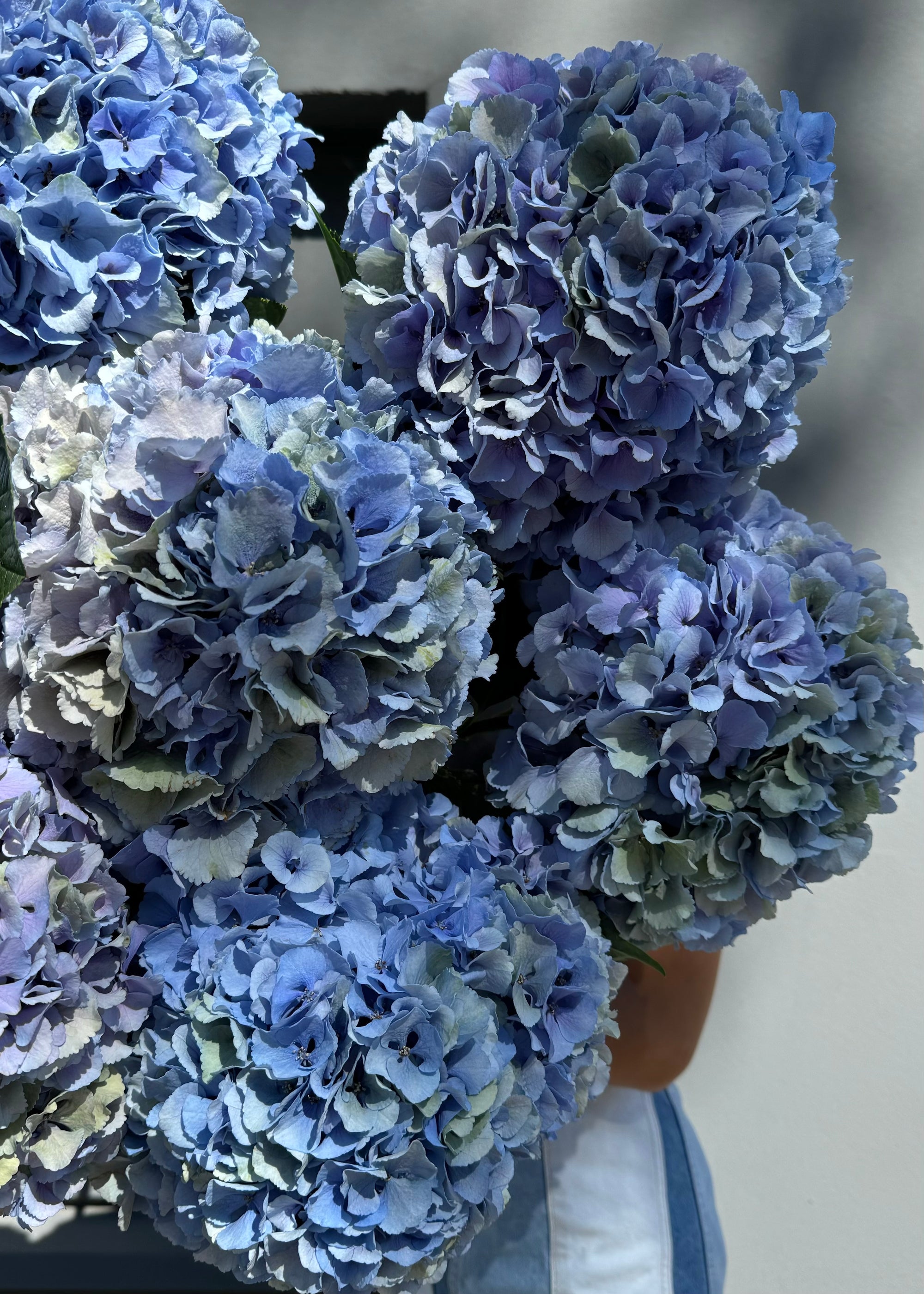 Mono bouquet|hydrangeas blue