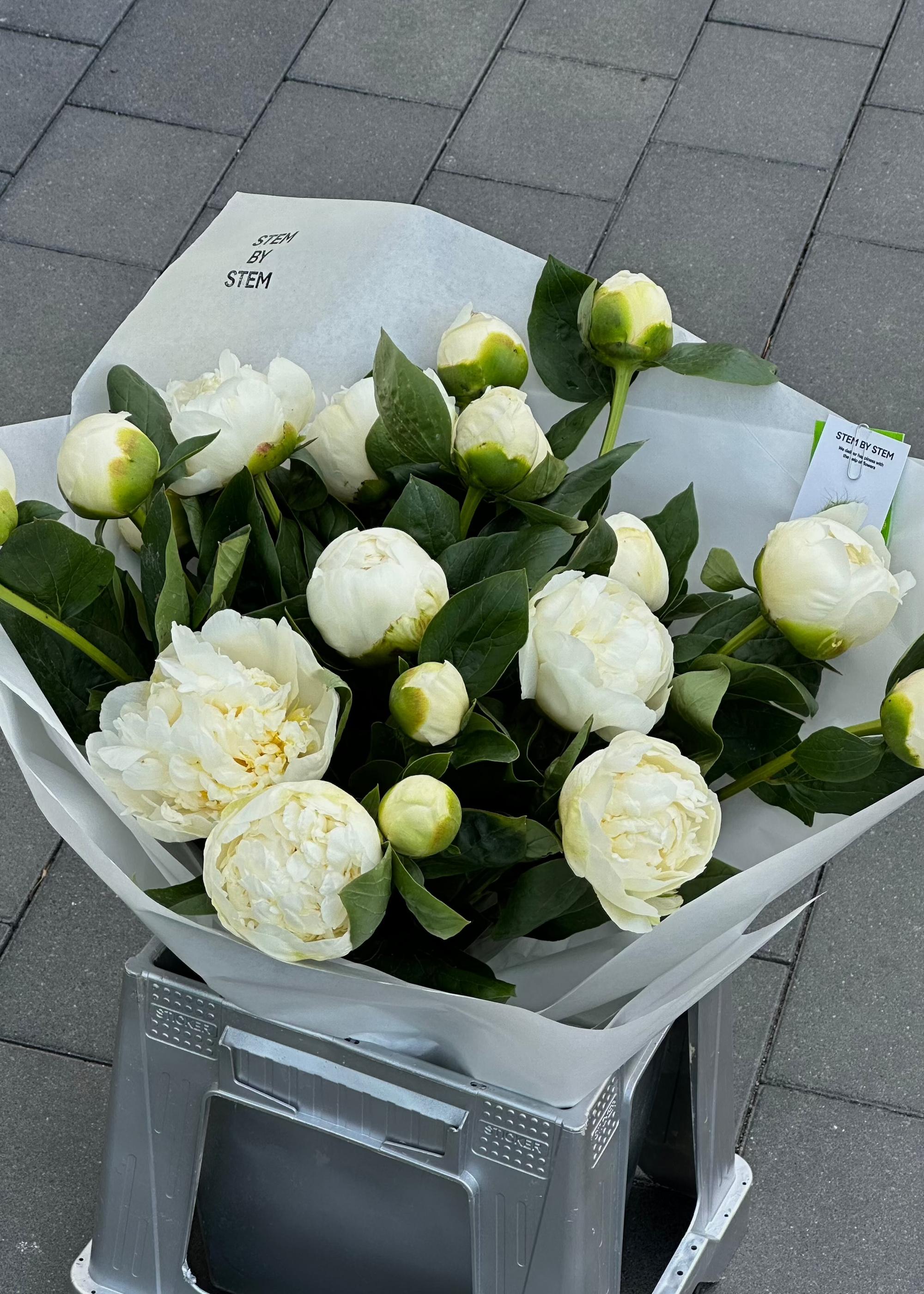 Mono | white peonies
