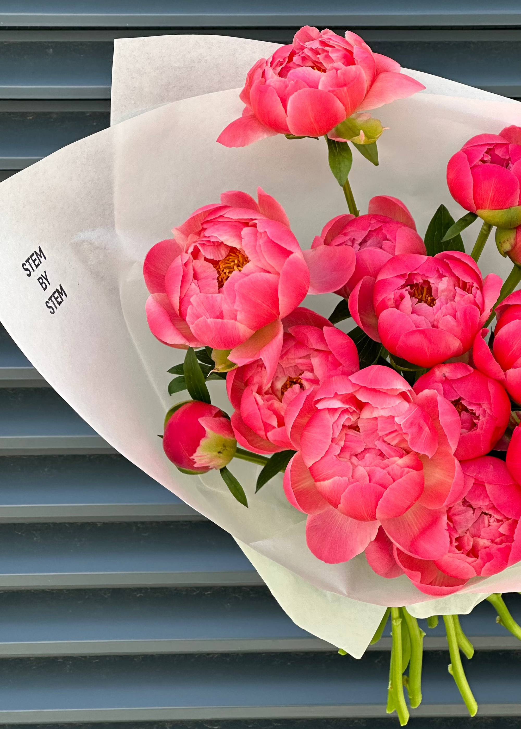 Mono | coral peonies