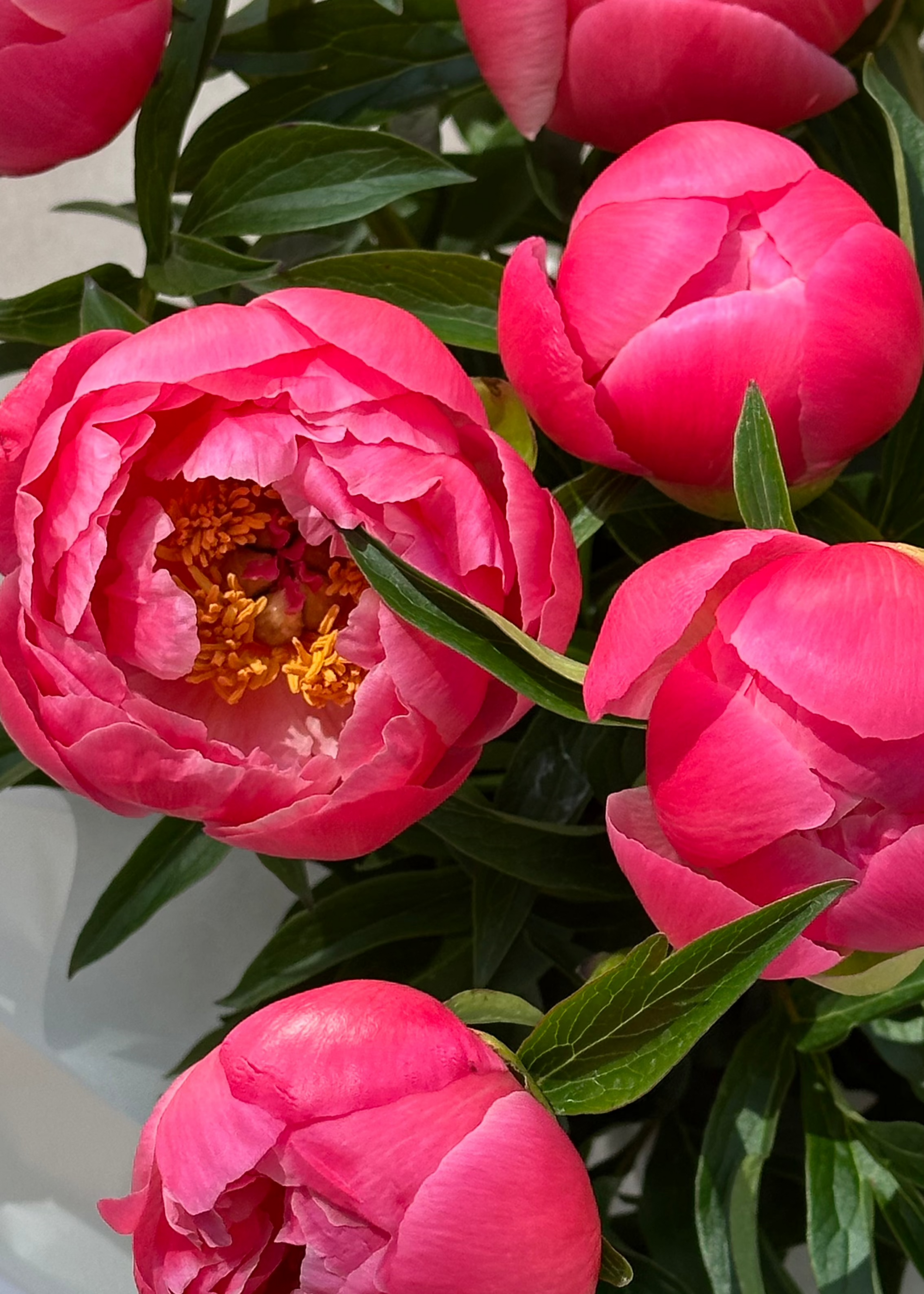 Mono | coral peonies