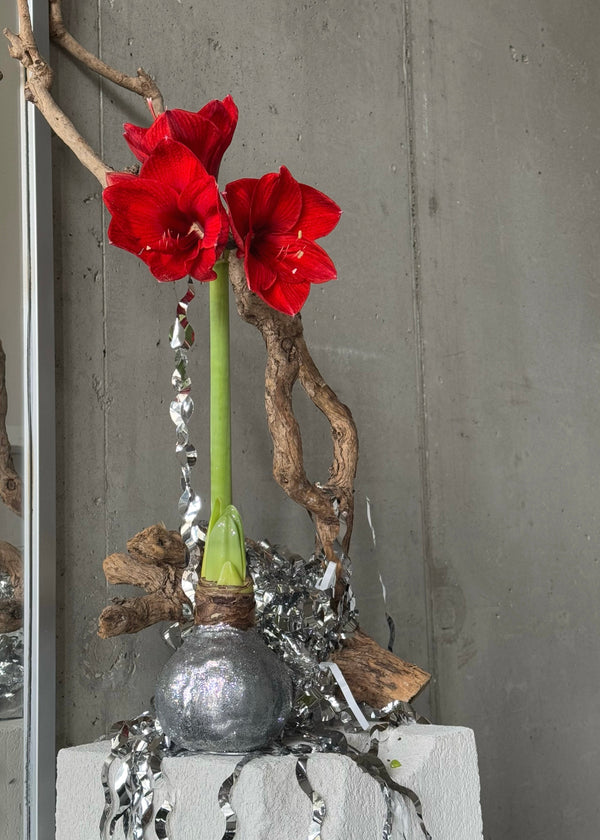 Amaryllis wax bulb - Stem By Stem