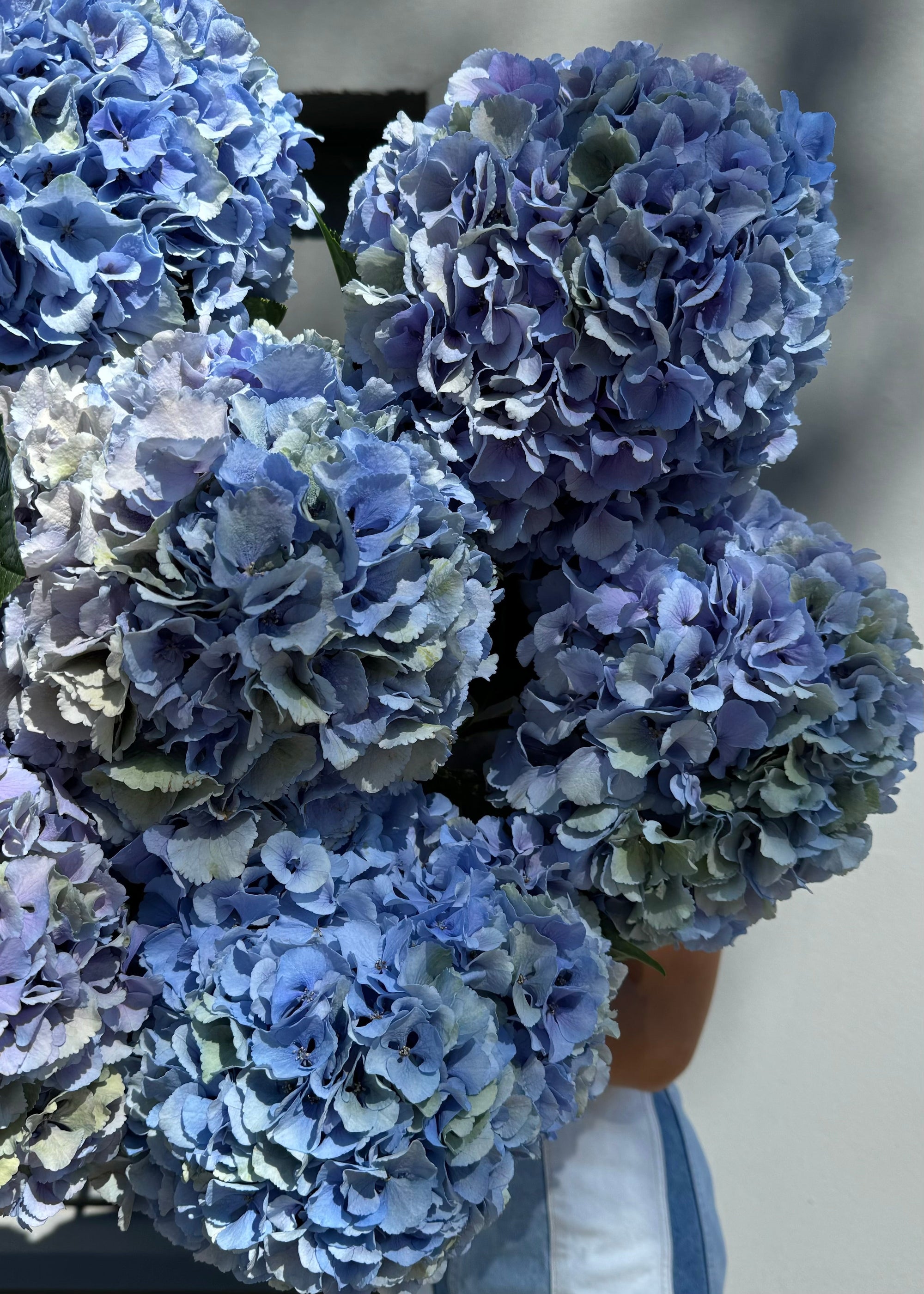 Mono bouquet|hydrangeas blue - Stem By Stem