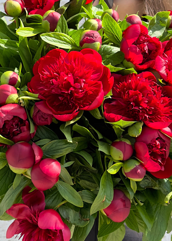 Mono | Red peonies - Stem By Stem