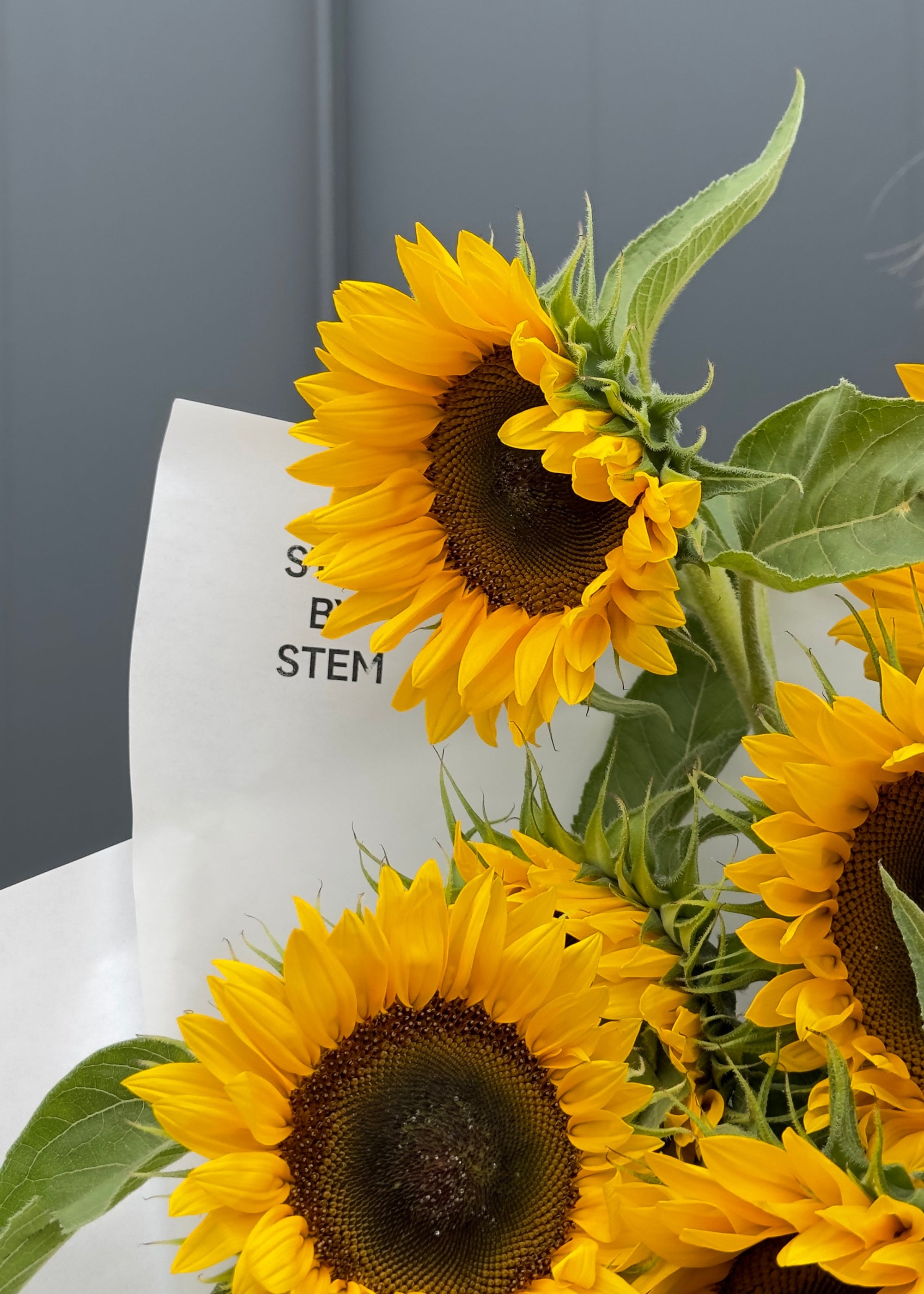 Mono | sunflowers - Stem By Stem